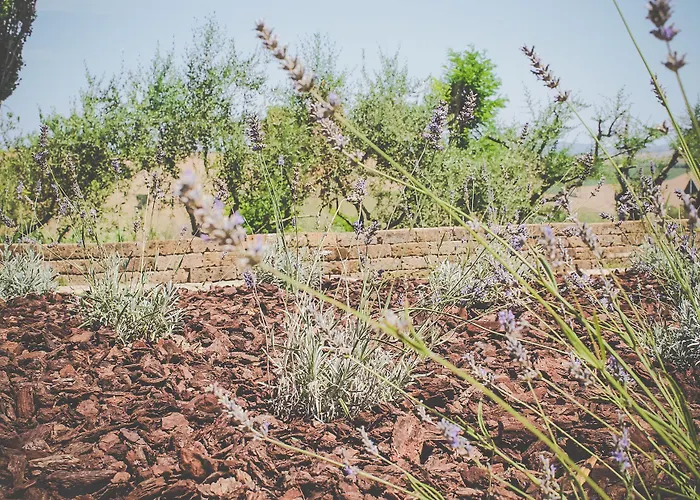 Belvedere * Saludecio